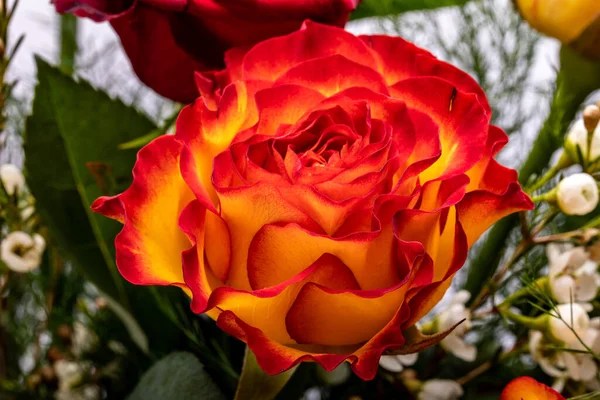 Piękny Bukiet Kolorowych Róż — Zdjęcie stockowe