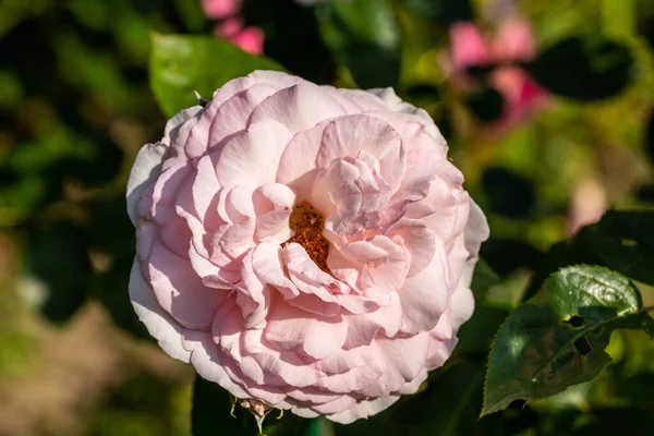 庭の枝にバラの花を咲かせる — ストック写真