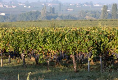 Saint Emilion, Gironde, Fransa yakınlarındaki Saint Georges de Montagne üzüm bağlarında sabah ışığı