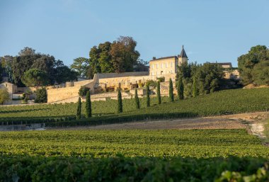 Saint Emilion bölgesindeki şarap hasadından önce Clos La Madeleine 'in köşesindeki üzüm bağlarında olgunlaşmış kırmızı üzümler. Fransa
