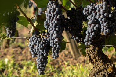 Üzüm bağındaki kırmızı merlot üzümlerini kapatın. Medoc, Gironde, Aquitaine. Fransa