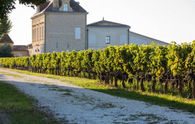 Saint Emilion bölgesindeki şarap hasadından önce bir vienyard 'da şarap sıralarında olgunlaşmış kırmızı üzümler. Fransa