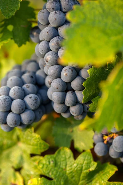 Primer Plano Uvas Rojas Merlot Viñedo Medoc Gironda Aquitania Francia — Foto de Stock