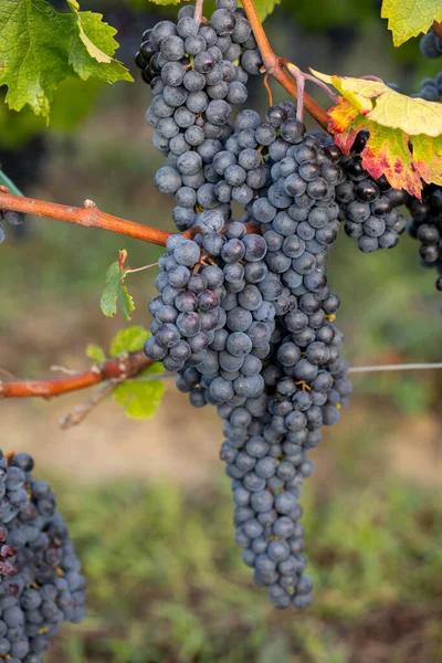 Sluiten Van Rode Merlot Druiven Wijngaard Emilion Gironde Aquitaine Frankrijk — Stockfoto