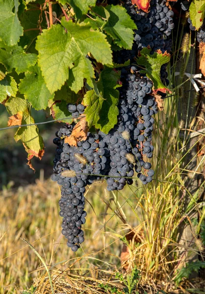 Röda Vindruvor Redo För Skörd Och Vinproduktion Saint Emilion Frankrike — Stockfoto