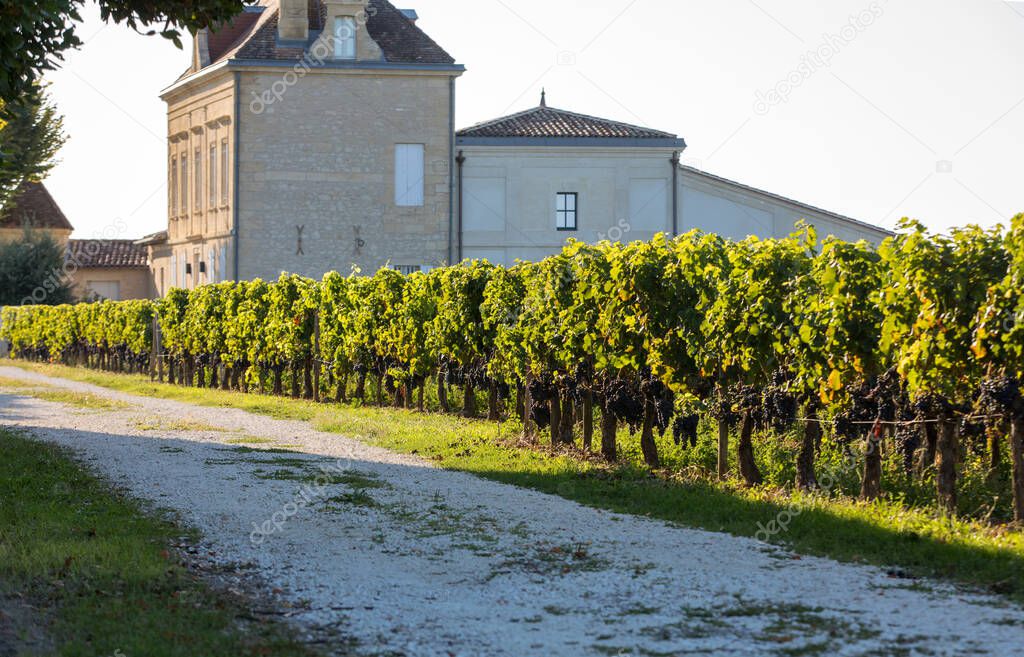 Ripe red  grapes on rows of vines in a vienyard before the wine harvest in Saint Emilion region. France