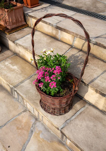 Petunias Wicker Basket Stone Steps Terrace — Stock Photo, Image