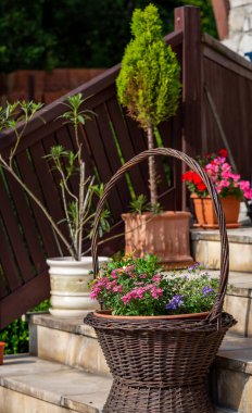Petunyalar sepetin içinde terasın taş basamaklarında