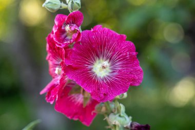 Mallow çiçekleri, kıllı sapları, pembe veya kırmızı çiçekleri ve disk şeklinde meyveleri olan otçul bir bitki..