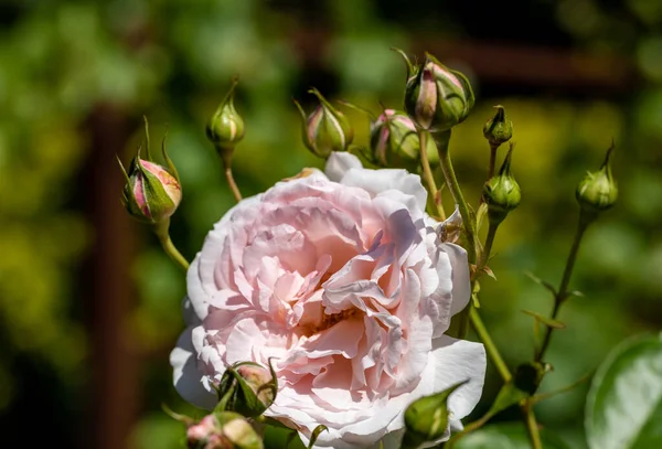 Witte Rozen Tak Tuin — Stockfoto