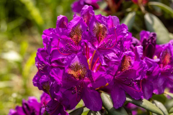 Blooming Purple Flowers Rhodenron Great Decoration Any Garden — Stock Photo, Image