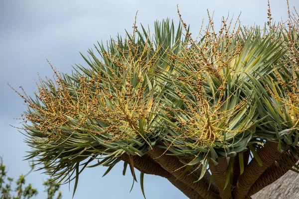 Frukt Och Bär Drakträdet Även Känd Som Dracaena Draco — Stockfoto