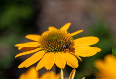 Echinacea çiçekleri bağışıklık sistemini uyaran bir bitki.