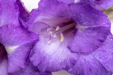 Güzelliğe yakın menekşe gladiolus çiçeği