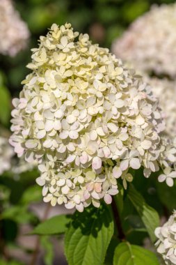  Bahçedeki güzel beyaz bir ortancaya yakın çekim