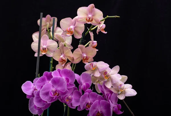 Krása Barevné Orchidej Květiny Izolované Černém Pozadí — Stock fotografie