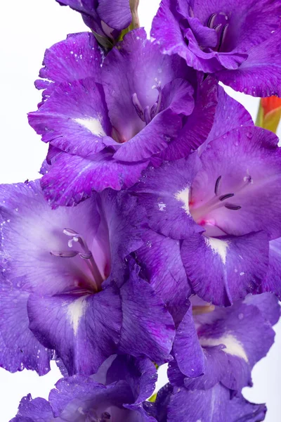 Κοντινό Πλάνο Της Ομορφιάς Βιολετί Λουλούδι Γλαδιόλα — Φωτογραφία Αρχείου