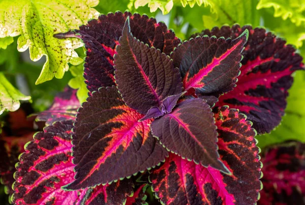 Paarse Groene Bladeren Van Een Coleus — Stockfoto