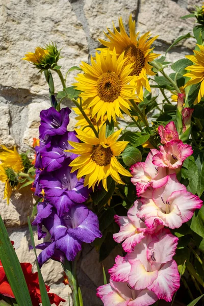 Blooming Sunflowers Colorful Gladioli Background Limestone Wall — Stock Photo, Image