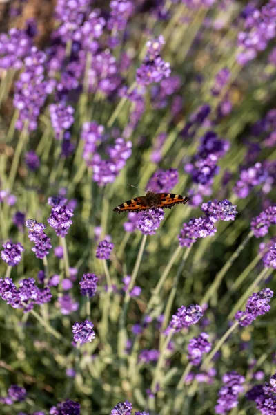 Красочная Бабочка Цветущих Цветах Лаванды — стоковое фото