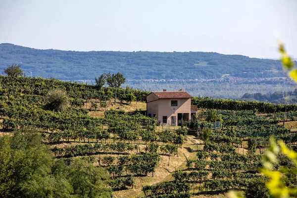 Malebné Kopce Vinicemi Oblasti Šumivého Vína Prosecco Mezi Valdobbiadene Conegliano — Stock fotografie