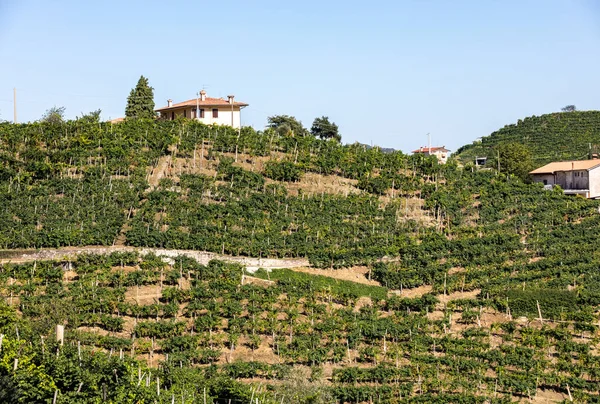 Живописные Холмы Виноградниками Просекко Между Вальдоббьядене Конельяно Италия — стоковое фото