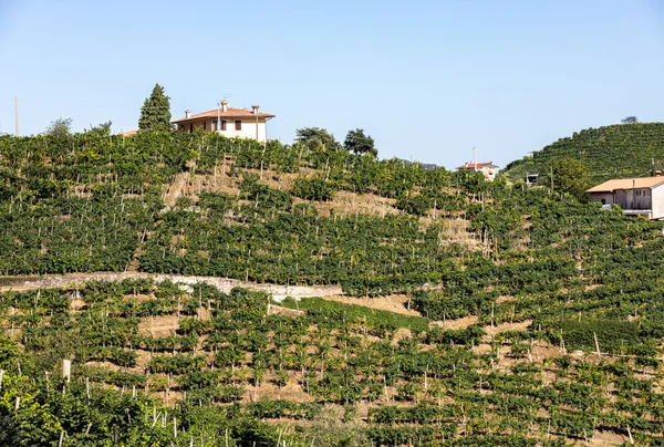 ValdobbiadeneとConegliano イタリアの間のプロセッコスパークリングワイン地域のブドウ畑と美しい丘 — ストック写真