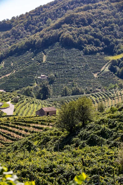 Malerische Hügel Mit Weinbergen Der Prosecco Schaumweinregion Zwischen Valdobbiadene Und — Stockfoto