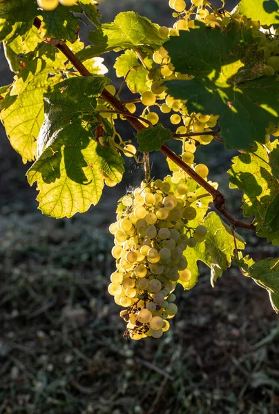 Prosecco Białe Winogrona Winnicy Befor Zbiorów Valdobbiadene Wzgórza Wenecja Włochy — Zdjęcie stockowe