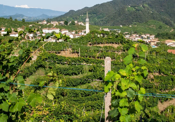 Malebné Kopce Vinicemi Oblasti Šumivého Vína Prosecco Guiettě Guii Itálie — Stock fotografie
