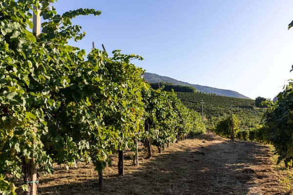 Pittoreska Kullar Med Vingårdar Proseccos Mousserande Vinregion Valdobbiadene Italien — Stockfoto