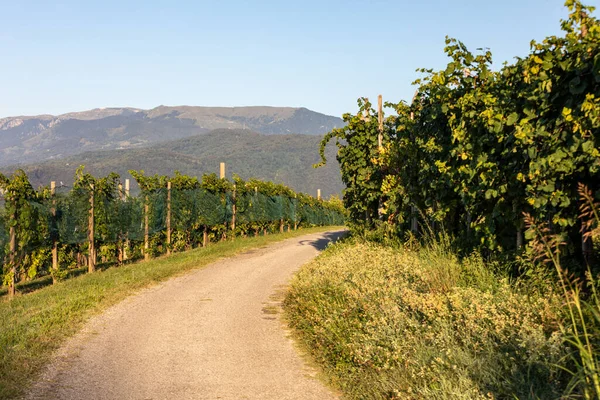 Malownicze Wzgórza Winnicami Regionu Wina Musującego Prosecco Valdobbiadene Włochy — Zdjęcie stockowe