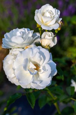 Bahçedeki dalda beyaz güller