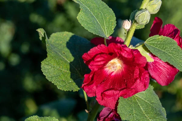 Нежные Цветы Травянистое Растение Волосатыми Стеблями Розовые Красные Цветы Плод — стоковое фото