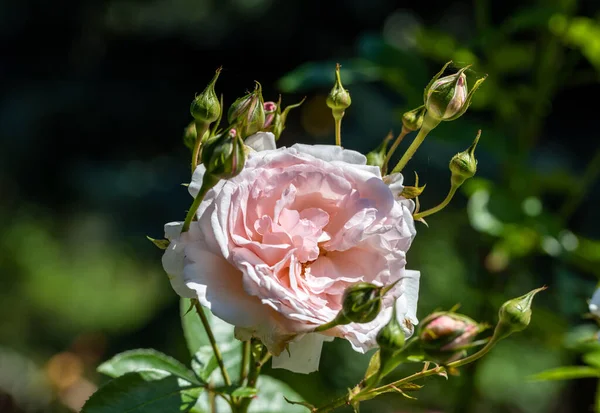 Vita Rosor Grenen Trädgården — Stockfoto