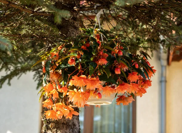 Nahaufnahme Der Begonia Illumination Orangefarbene Blüten — Stockfoto