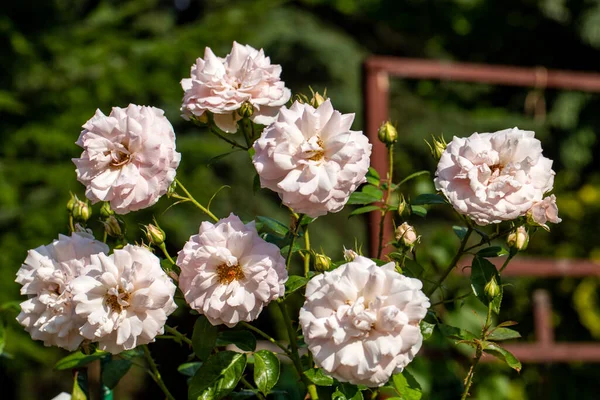 Bahçedeki Dalda Çiçek Açan Güller — Stok fotoğraf