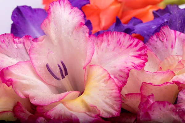 Közelkép Szépség Színes Gladiolus Virág — Stock Fotó