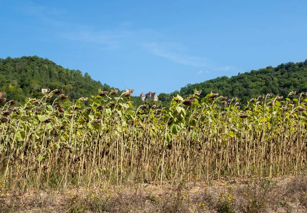 Veld Van Het Drogen Van Zonnebloemen Vallei Van Dordogne Rivier — Stockfoto