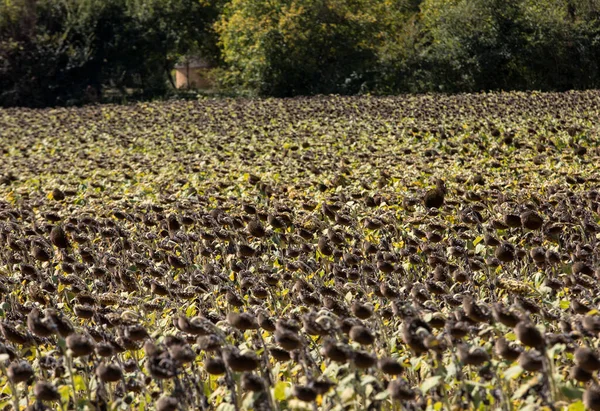 Field Drying Sunflowers Valley Dordogne River France — Stock Photo, Image