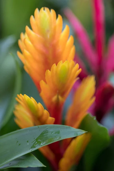 Vriesea (Vriesea Bromeliaceae) is a tropical ornamental plant with exotic flowers of various colors. It is an epiphyte - in natural conditions it grows on trees