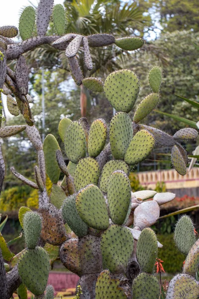 Opuntia Vulgaris Gatunek Kaktusa Który Dawna Jest Udomowioną Rośliną Uprawną — Zdjęcie stockowe