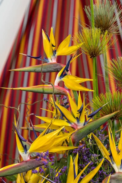 Tropische Bloemenstrelitzia Paradijsvogel Madeira Portugal — Stockfoto