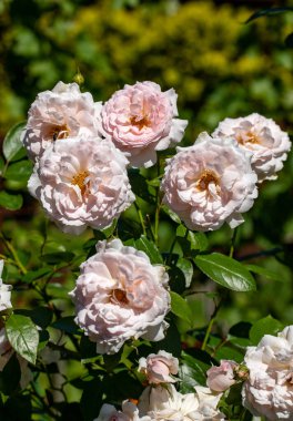  İşçiler Ochojno 'da bir evin çatısına güneş enerjisi panelleri kuruyorlar. Polonya