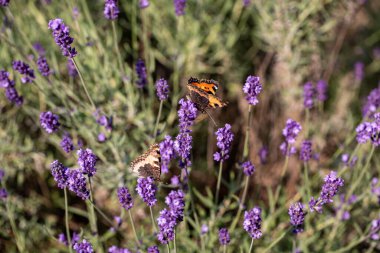  İşçiler Ochojno 'da bir evin çatısına güneş enerjisi panelleri kuruyorlar. Polonya