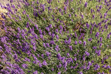  İşçiler Ochojno 'da bir evin çatısına güneş enerjisi panelleri kuruyorlar. Polonya