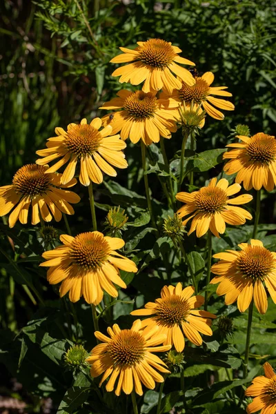 Las Flores Equinácea Hierba Que Estimula Sistema Inmunológico —  Fotos de Stock