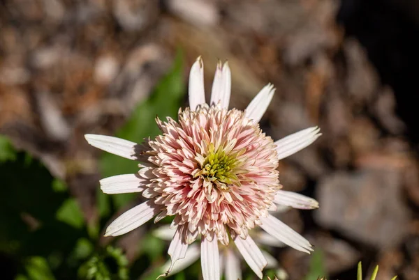 Kwiaty Echinacea Zioło Stymulujące Układ Odpornościowy — Zdjęcie stockowe