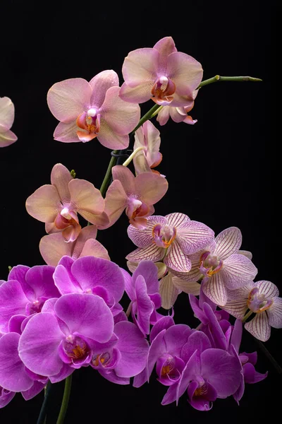 Siyah arka planda izole edilmiş güzel renkli orkide çiçekleri.