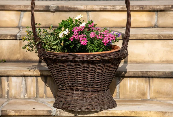 Petunien Weidenkorb Auf Den Steinstufen Der Terrasse — Stockfoto